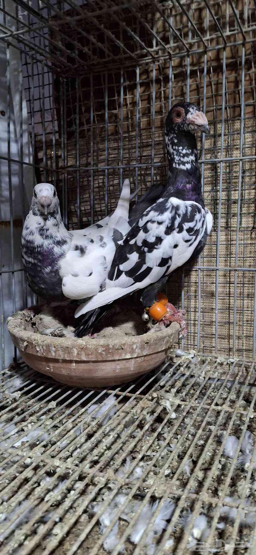 للبيع جوز كشميري64462198844931113