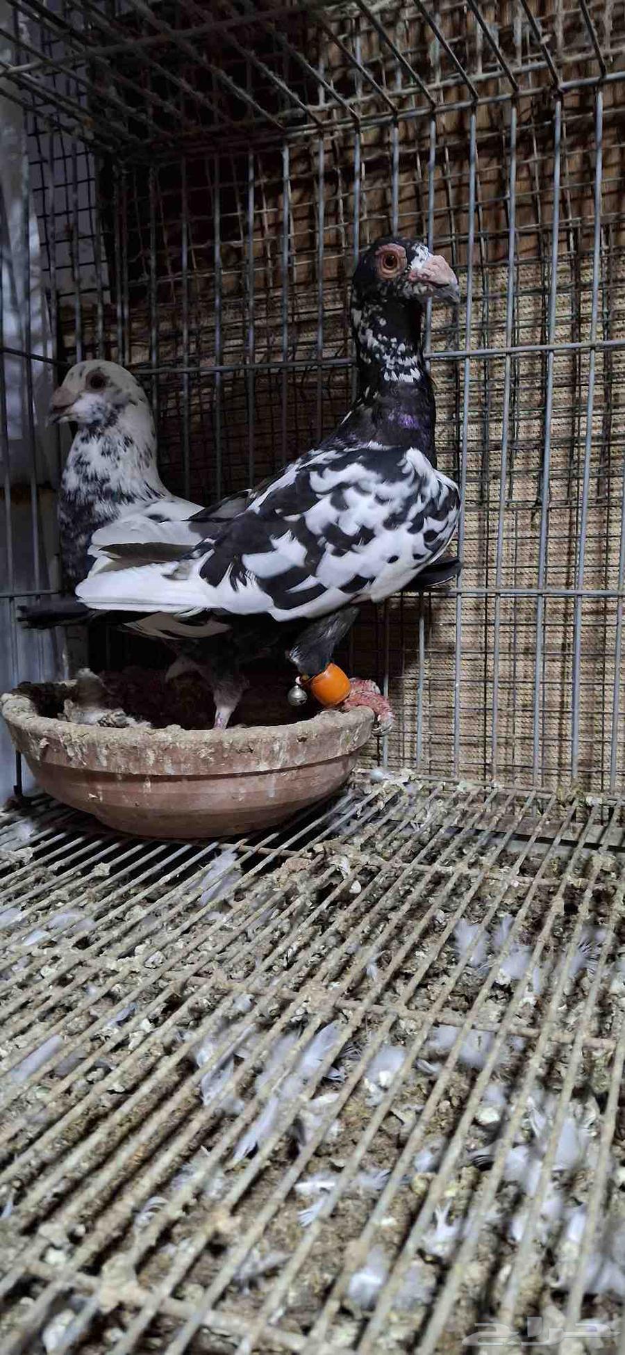 للبيع جوز كشميري64462198844931112