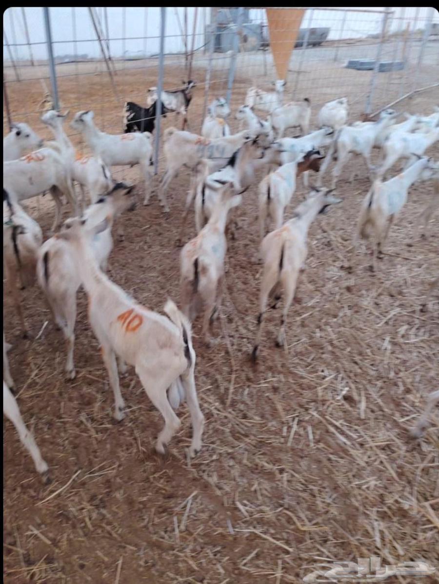 طليان بربري وتيوس جذعان السعر 50064457991722883111