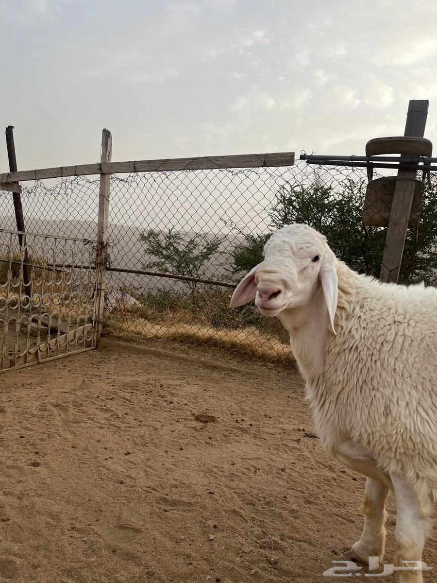 Class stallion64463847054849110