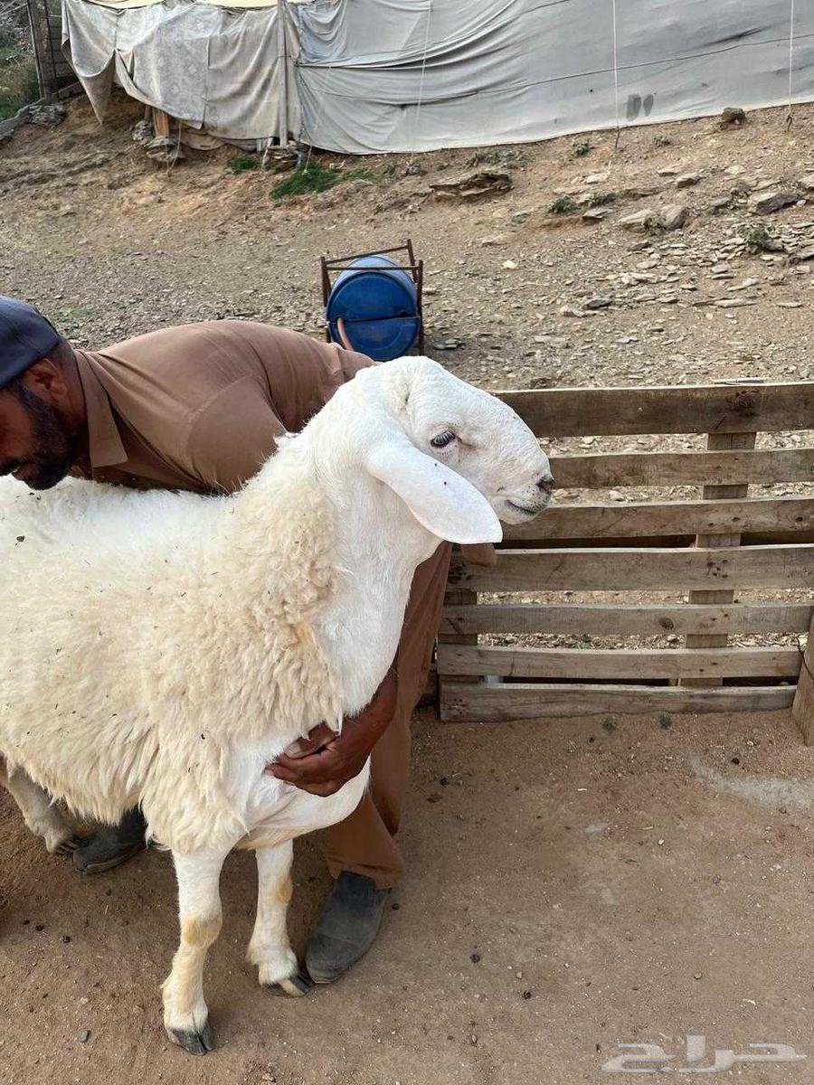 Class Stallion64463874619521110