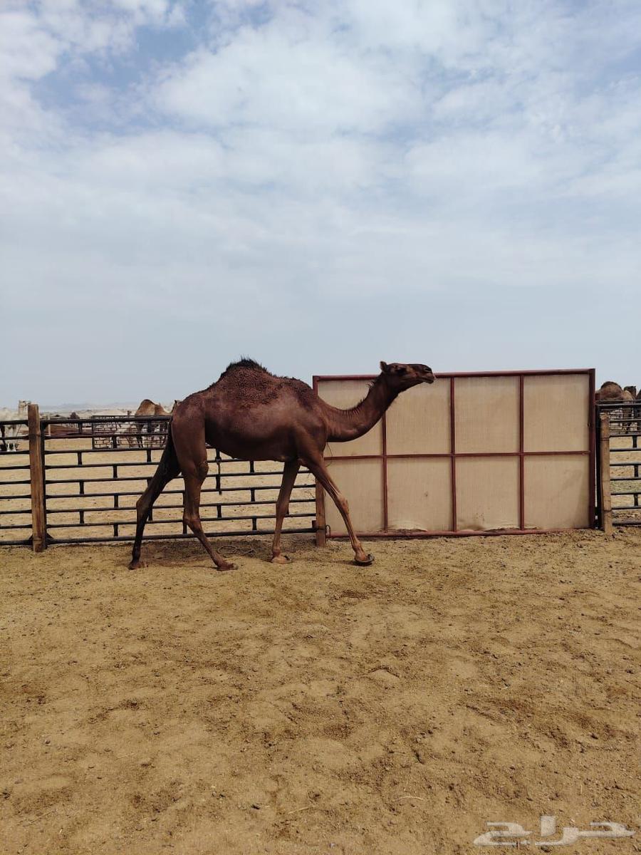 بكار حمر دهم لقايا من ابل الخيال الجحدلي64459837296641110