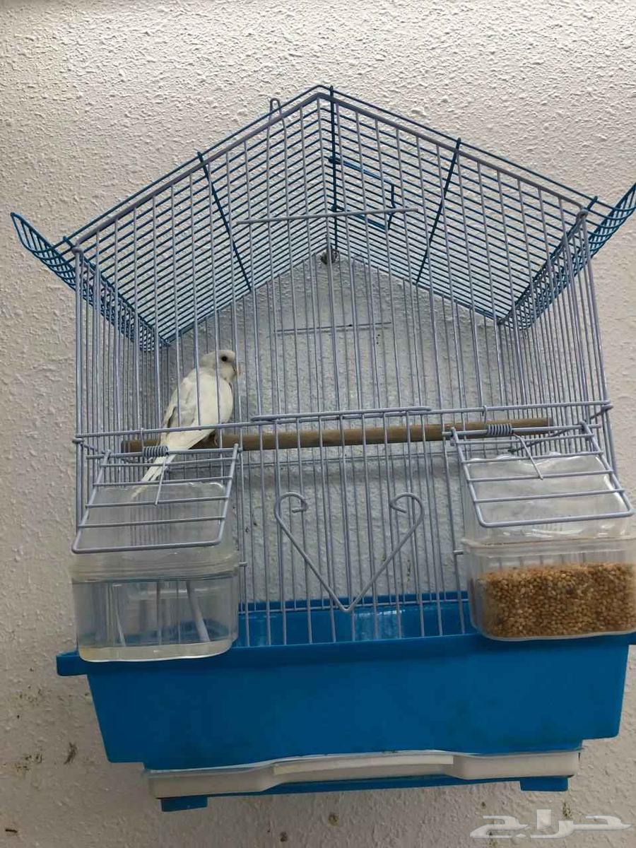 طيور بادجي64463641424771111