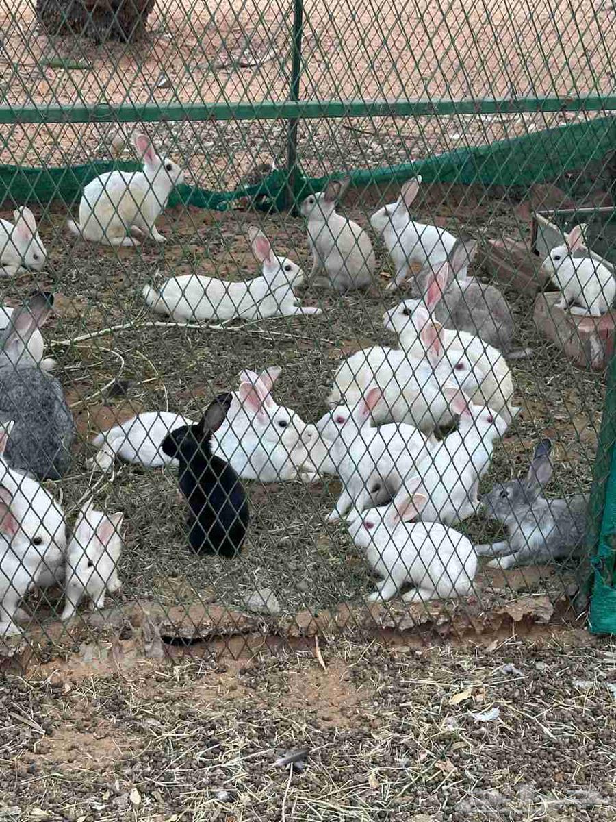 أرانب فرنسيه64459349692417113