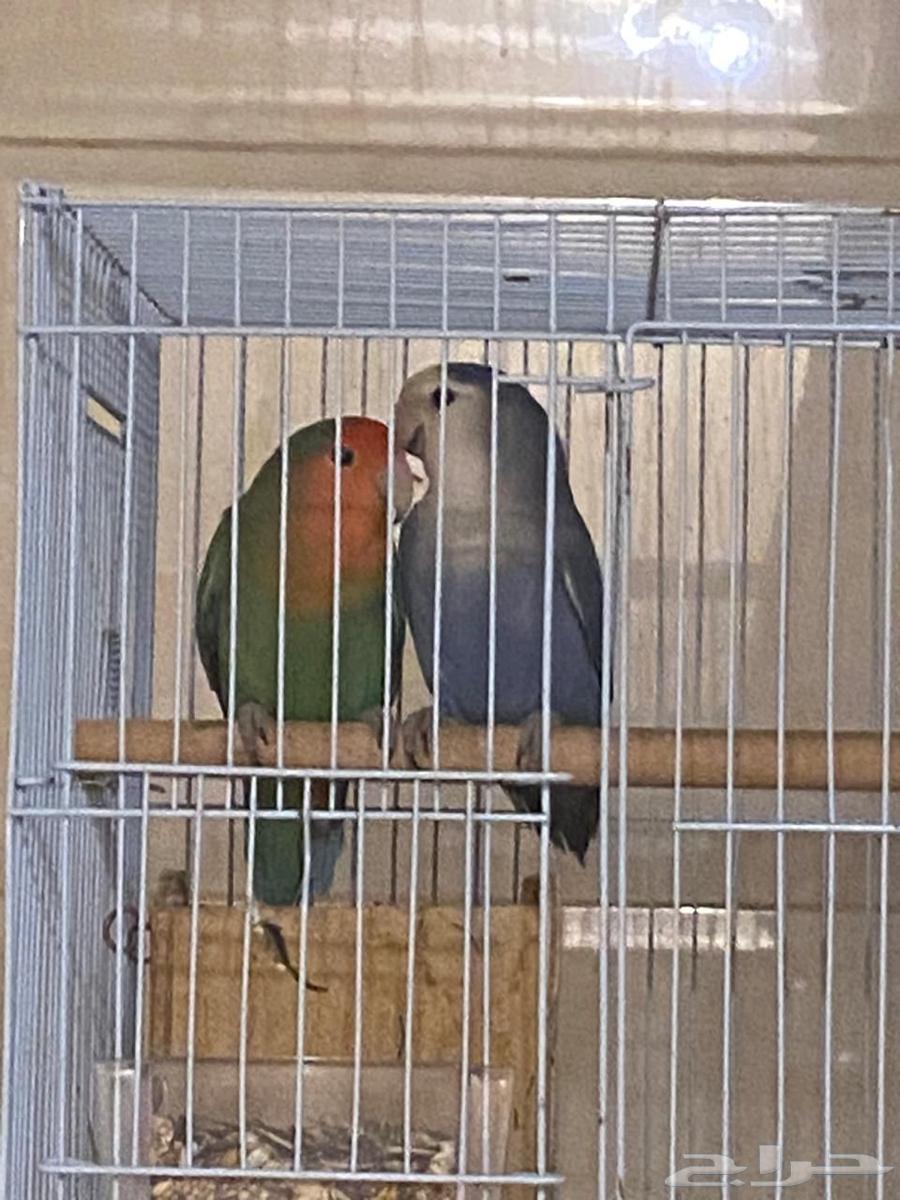 Bird and Parrot Sales and Purchase - Sale Listing Form64463390388866113