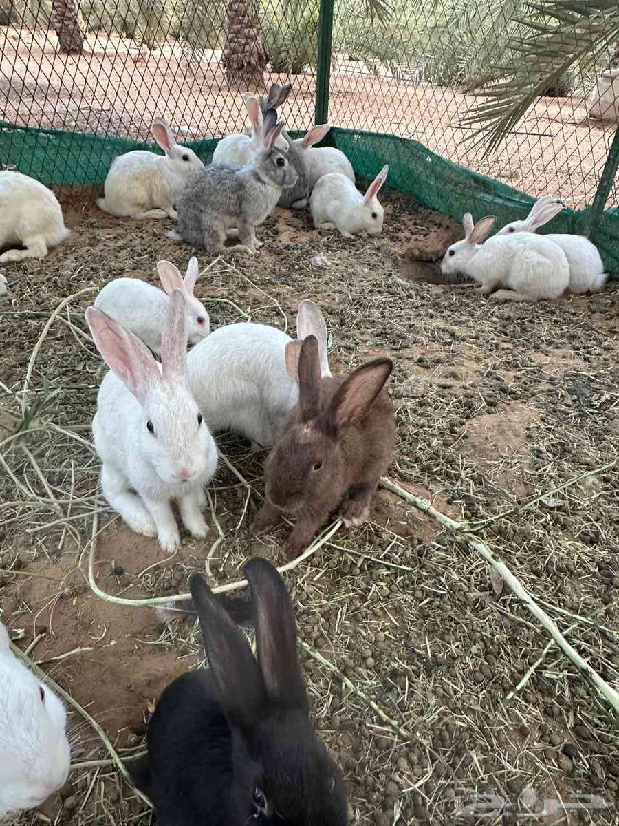 أرانب فرنسيه64459349692417112