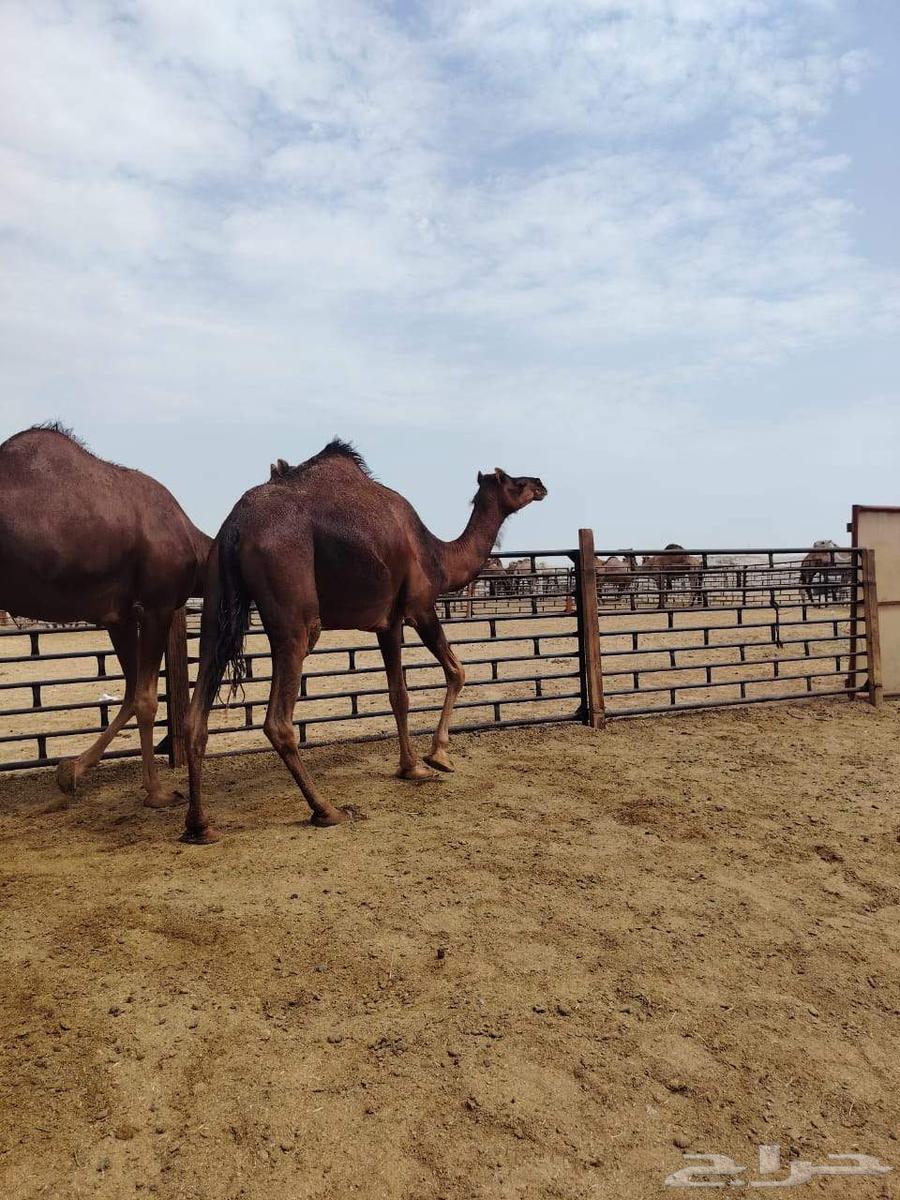 بكار حمر دهم لقايا من ابل الخيال الجحدلي64459837296641111