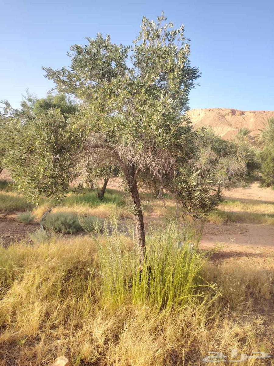 Olives for sale in all sizes, contact us64462321864194110