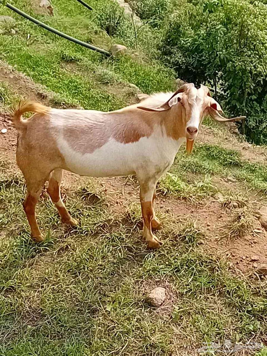 تيس سليم من كل العيوب والامراض. السن رباع64412022596737110