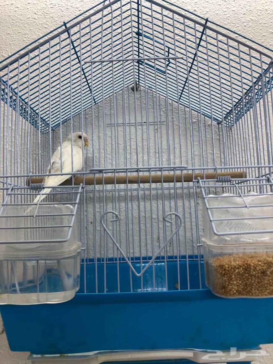 طيور بادجي64463641424771112