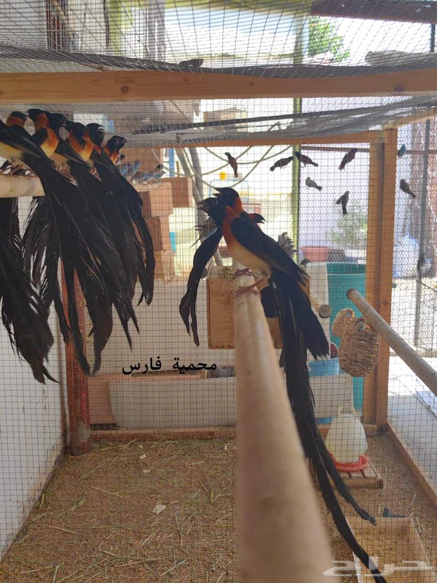 Birds of Paradise64459438976513110