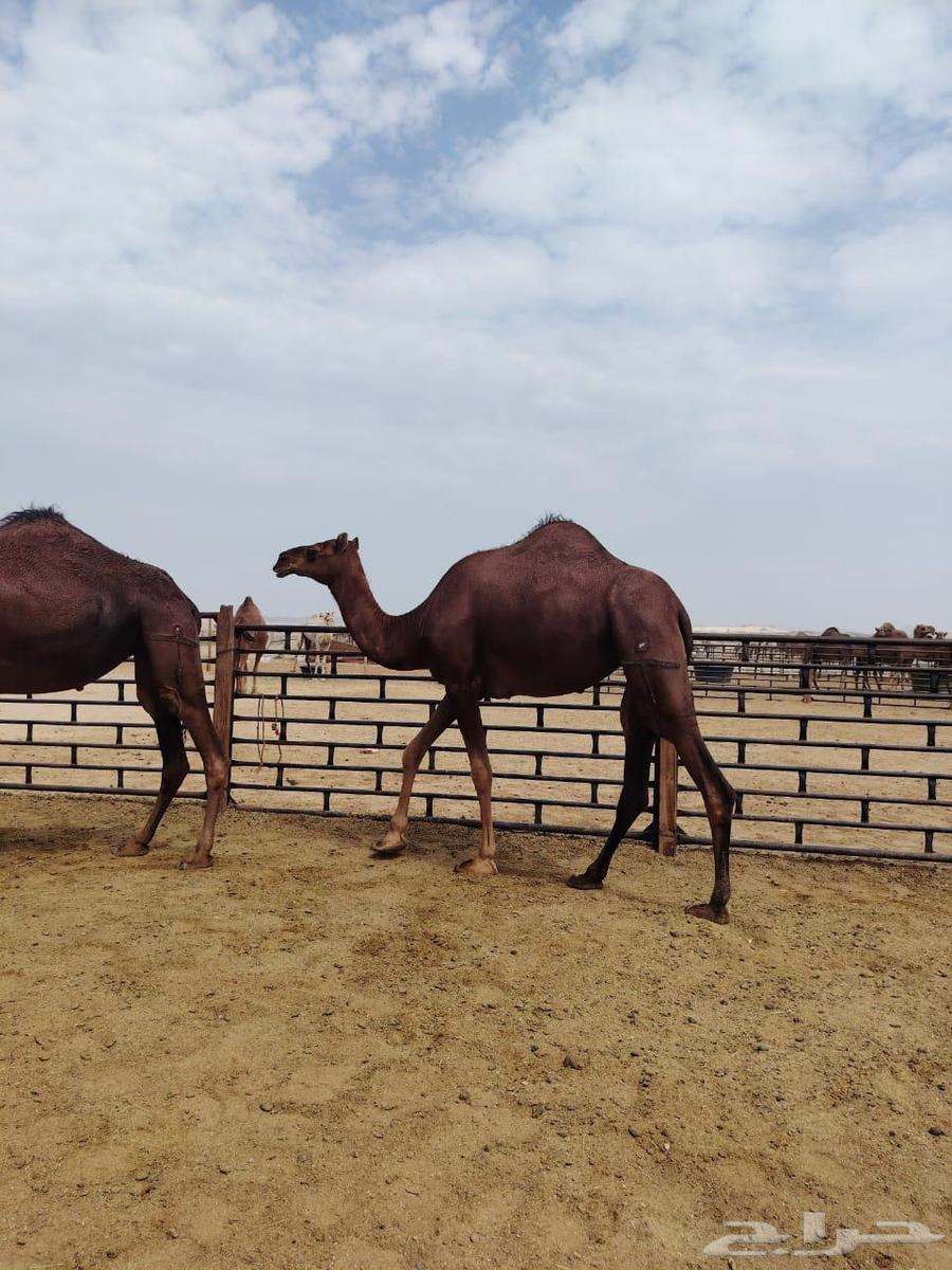 بكار حمر دهم لقايا من ابل الخيال الجحدلي64459837296641113