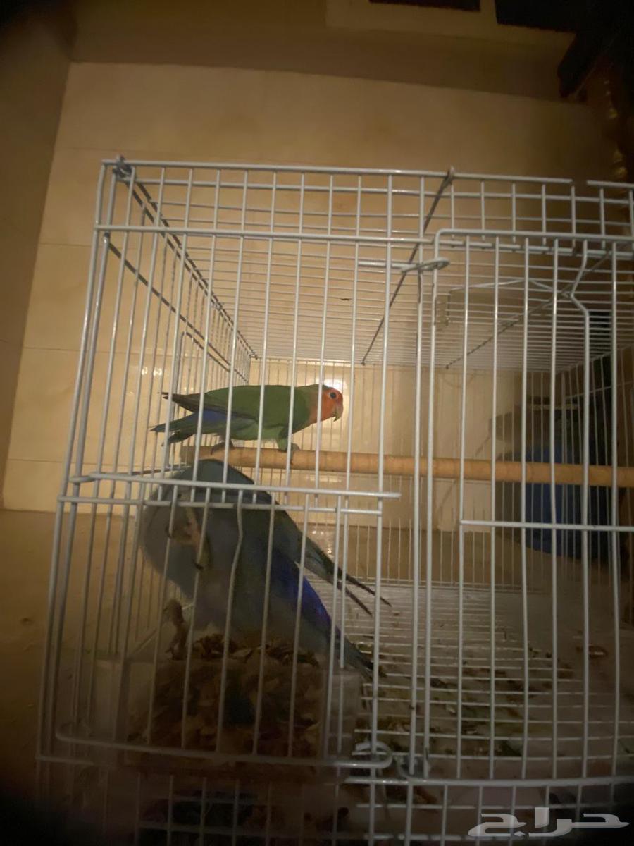 Bird and Parrot Sales and Purchase - Sale Listing Form64463390388866114