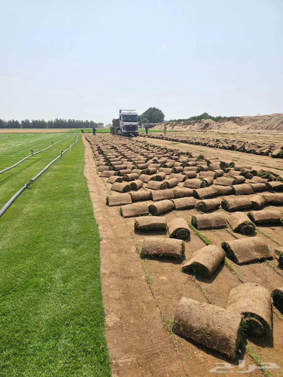 للتوصيل نجيله خضراء64458525429506113