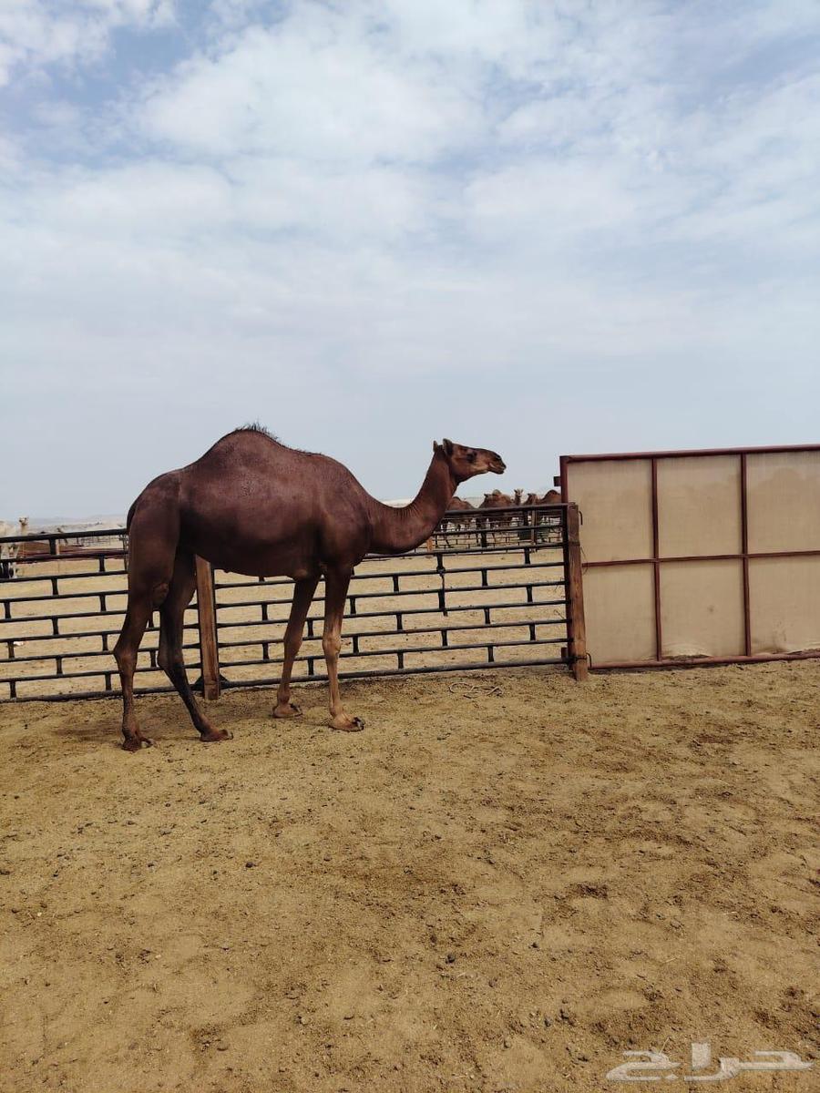 بكار حمر دهم لقايا من ابل الخيال الجحدلي64459837296641114