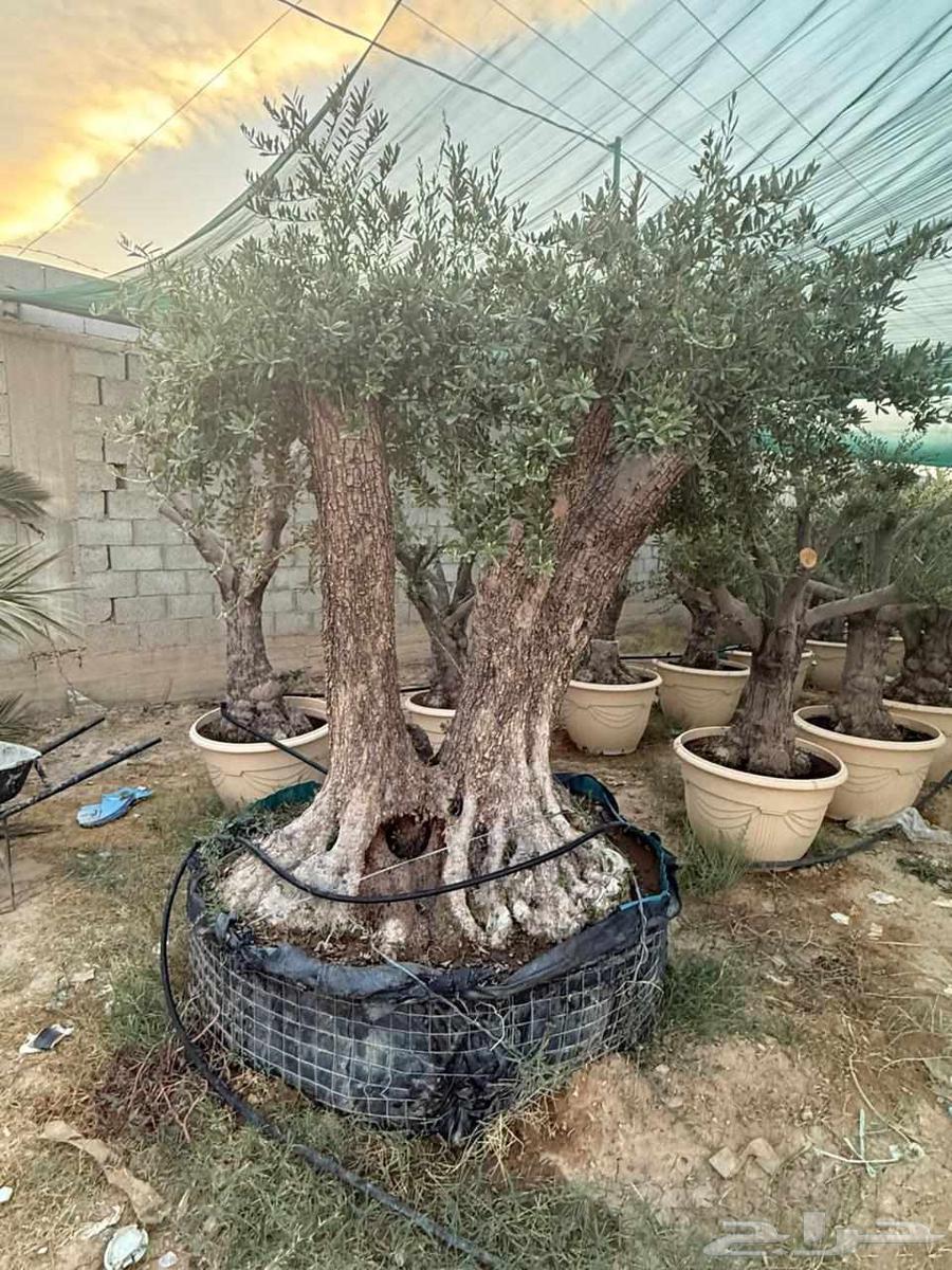 للبيع اشجار زيتون معمر الرياض64462103855361111