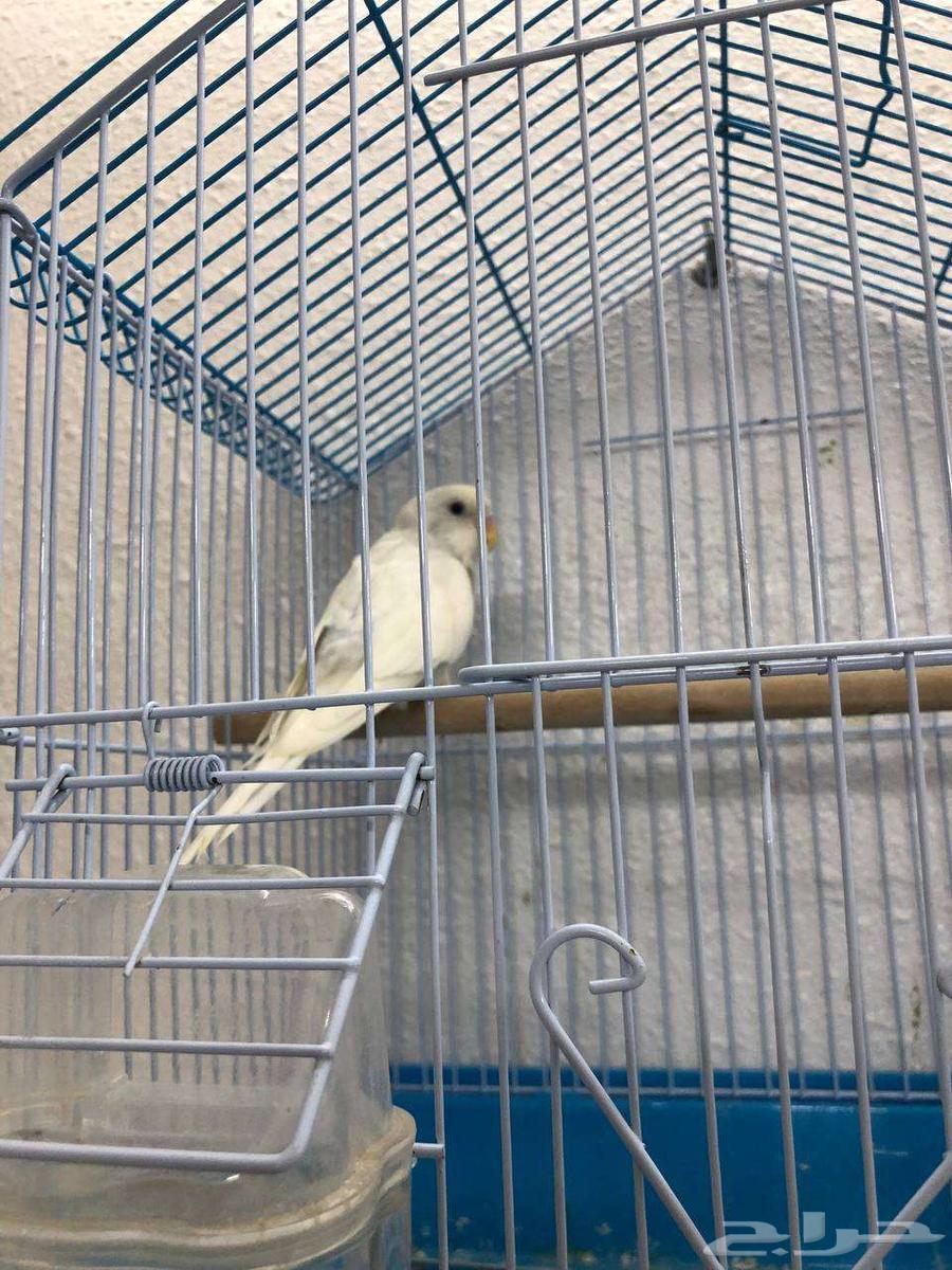 طيور بادجي64463641424771113