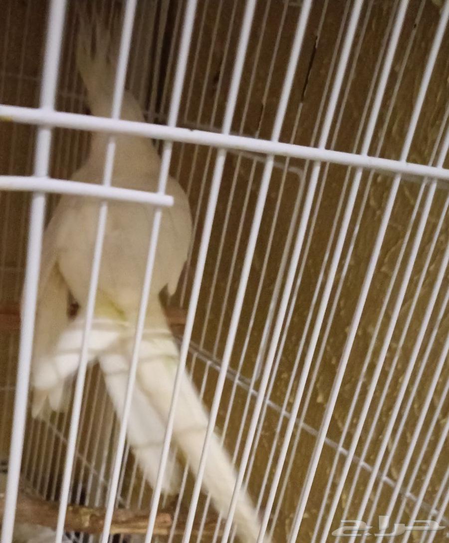 زوج كروان لاتينو و البينو قفص مجانا ...64454523056643112