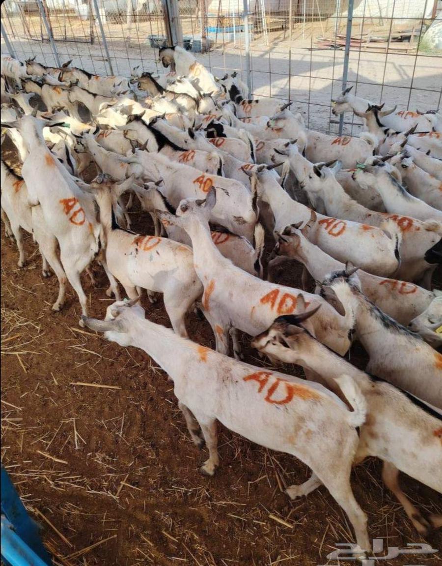 طليان بربري وتيوس جذعان السعر 50064457991722883112