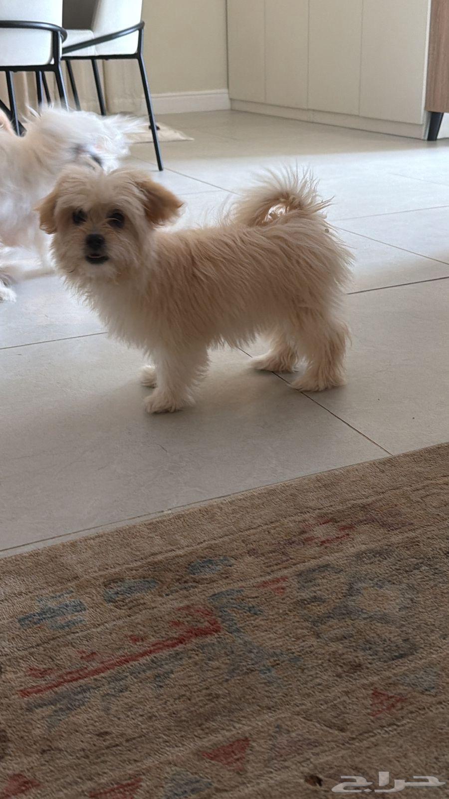 كلب جراء للبيع مكس مالتيز index