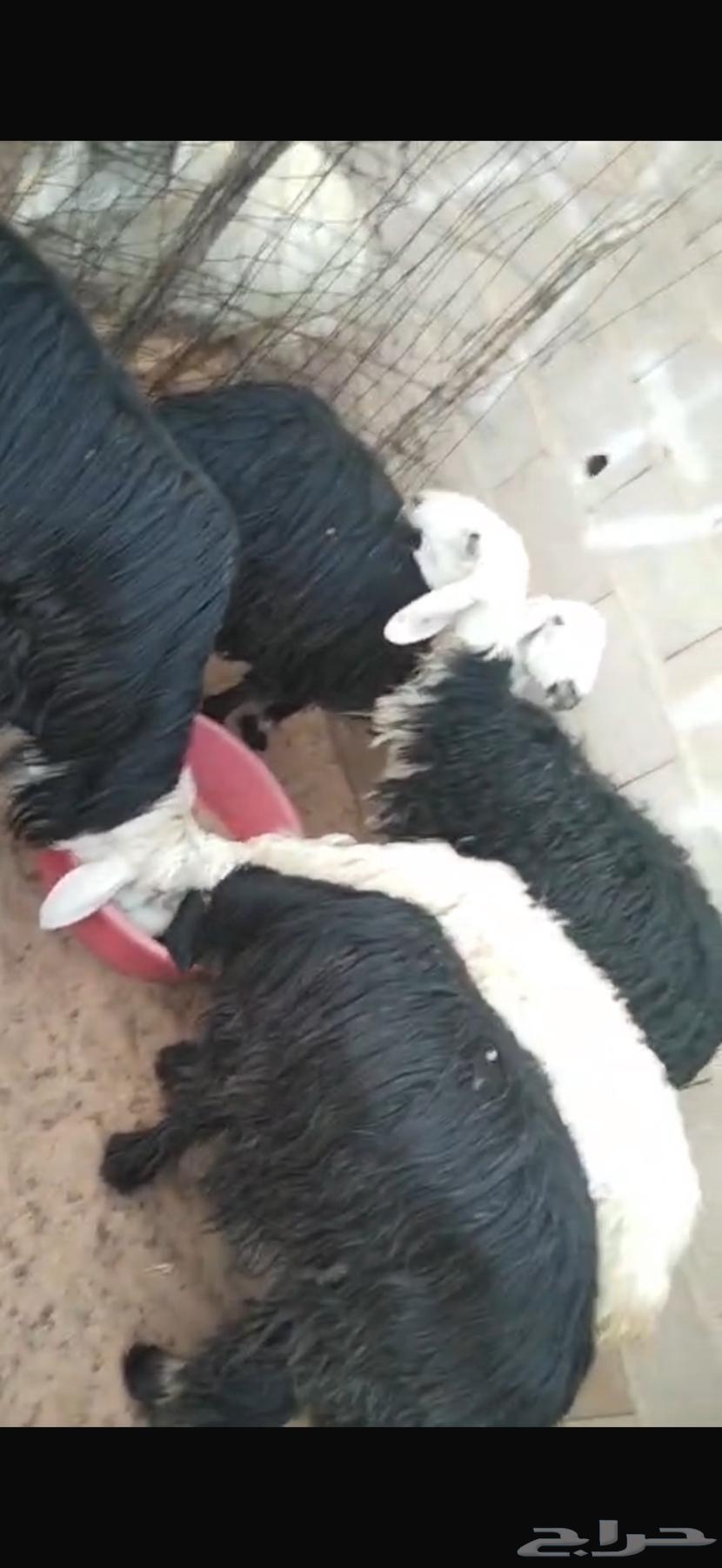 للبيع خروف ثني و3 نجديات index