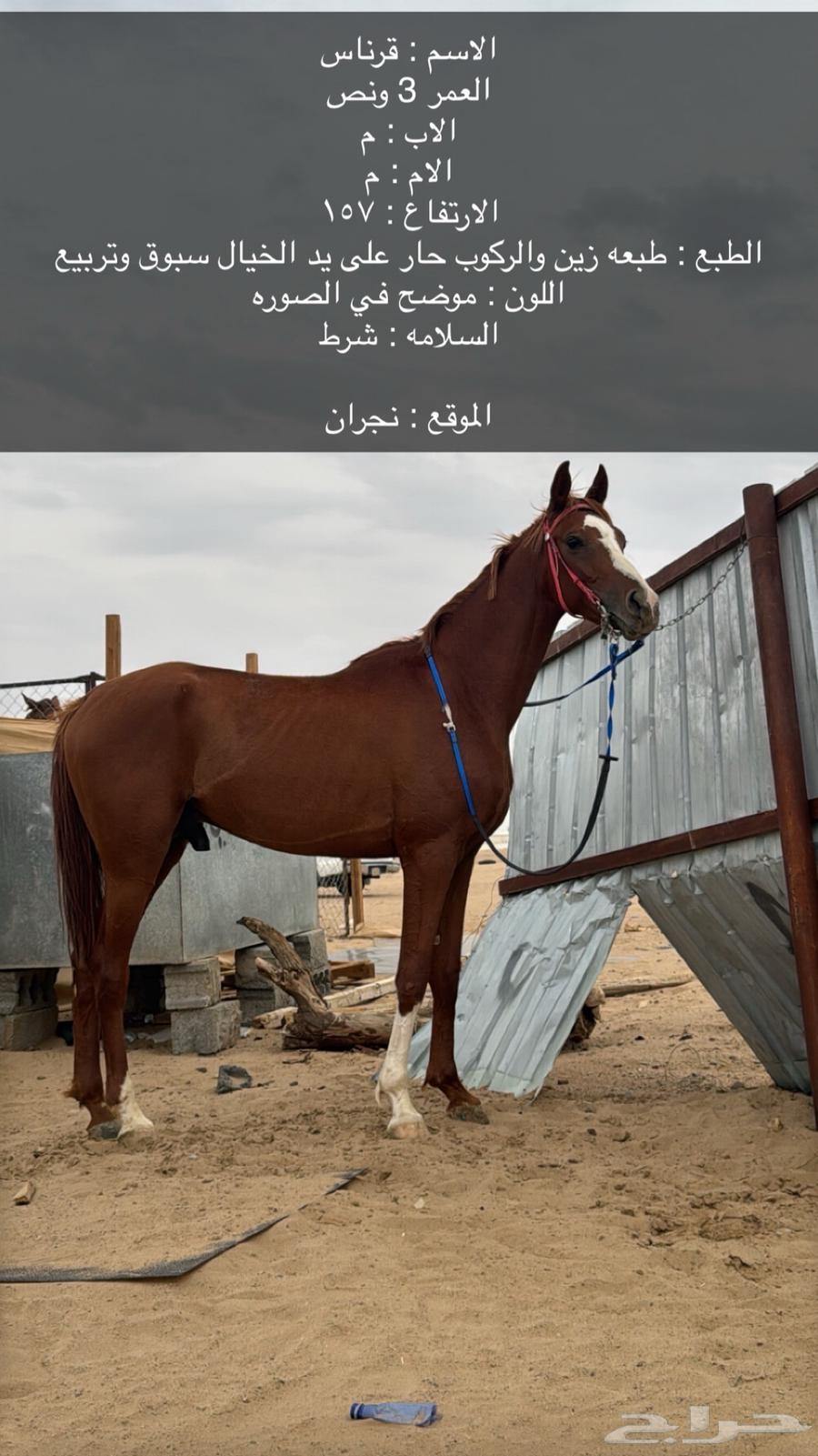 حصان سبوق جدا 0