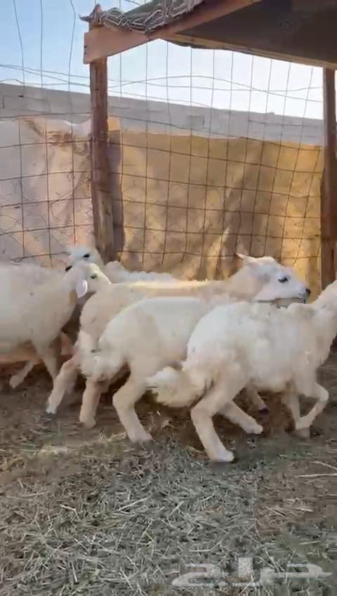 رخال حريه عدد 8 روس اضاحي من 950 جمله وجفار محايله تاسيس مرا index