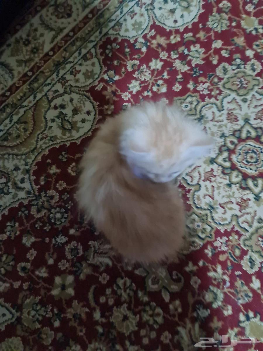 قطط للبيع index