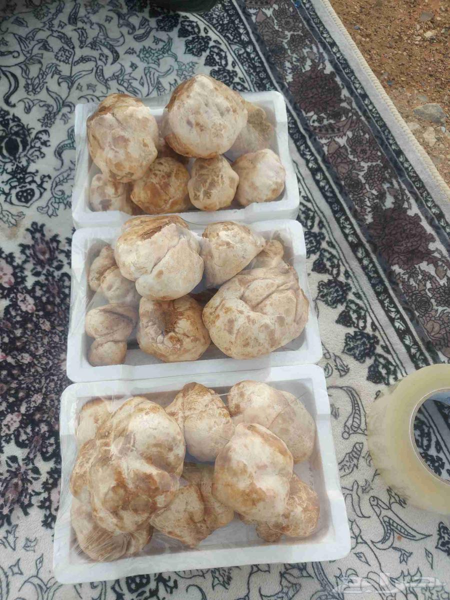 فقع زبيدي index