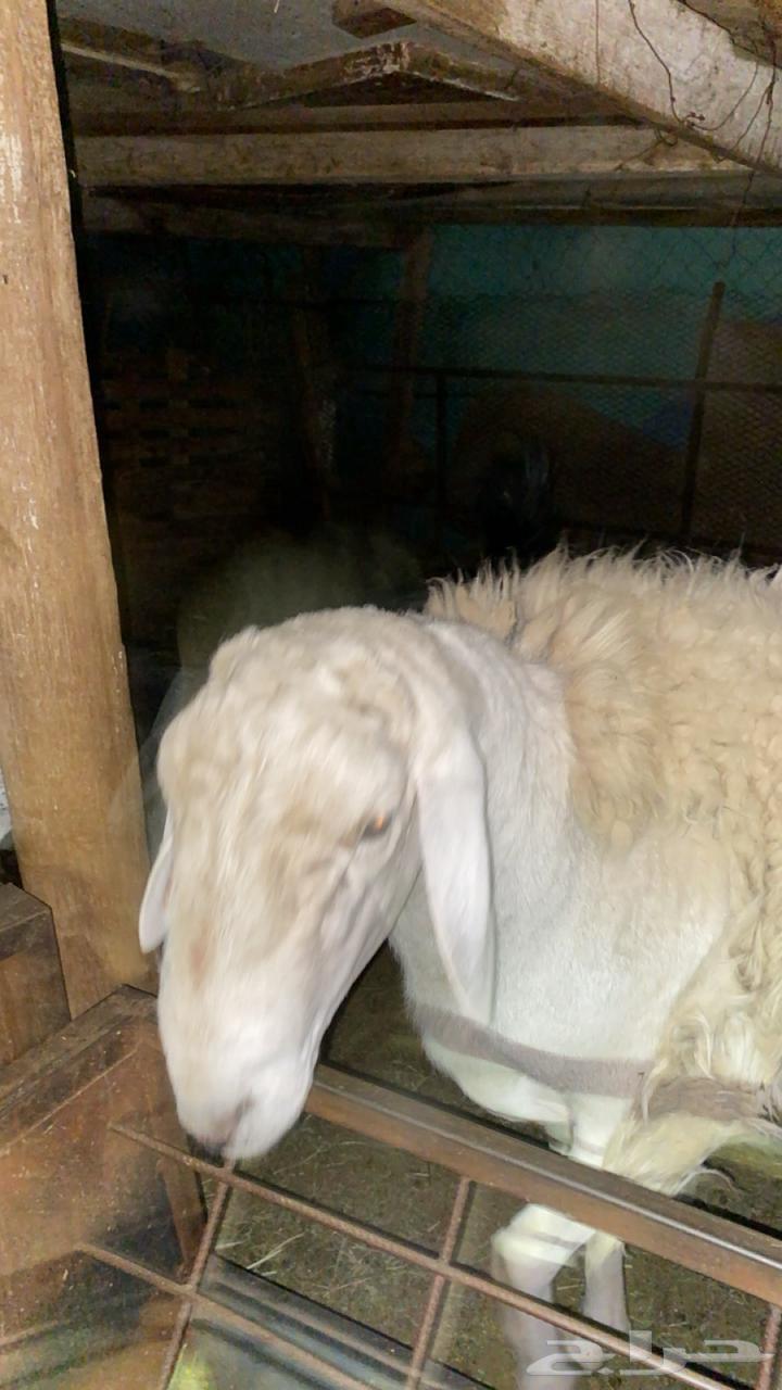 فحل ثانيه index