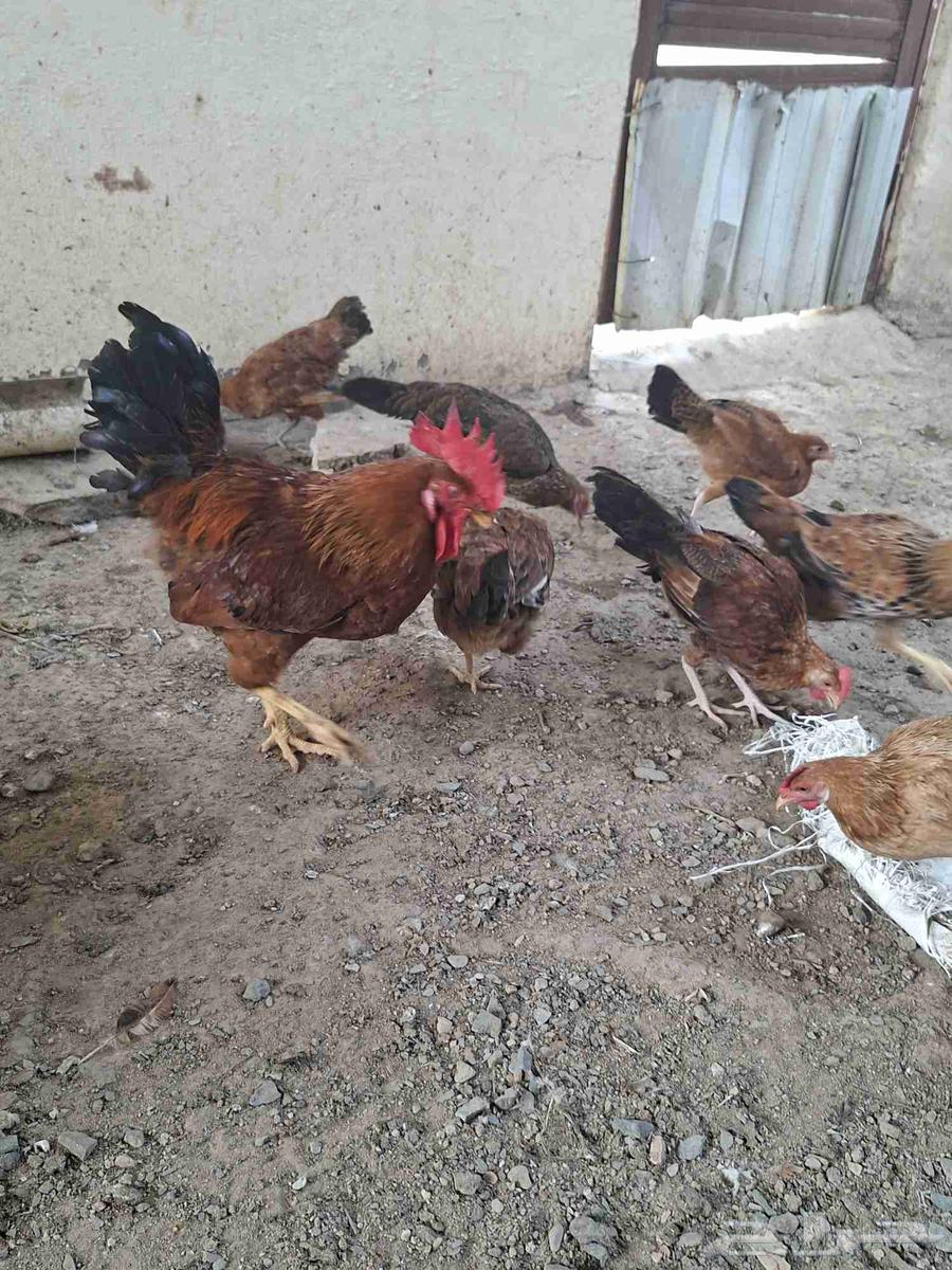 دجاج فرنسي حجم جامبو index