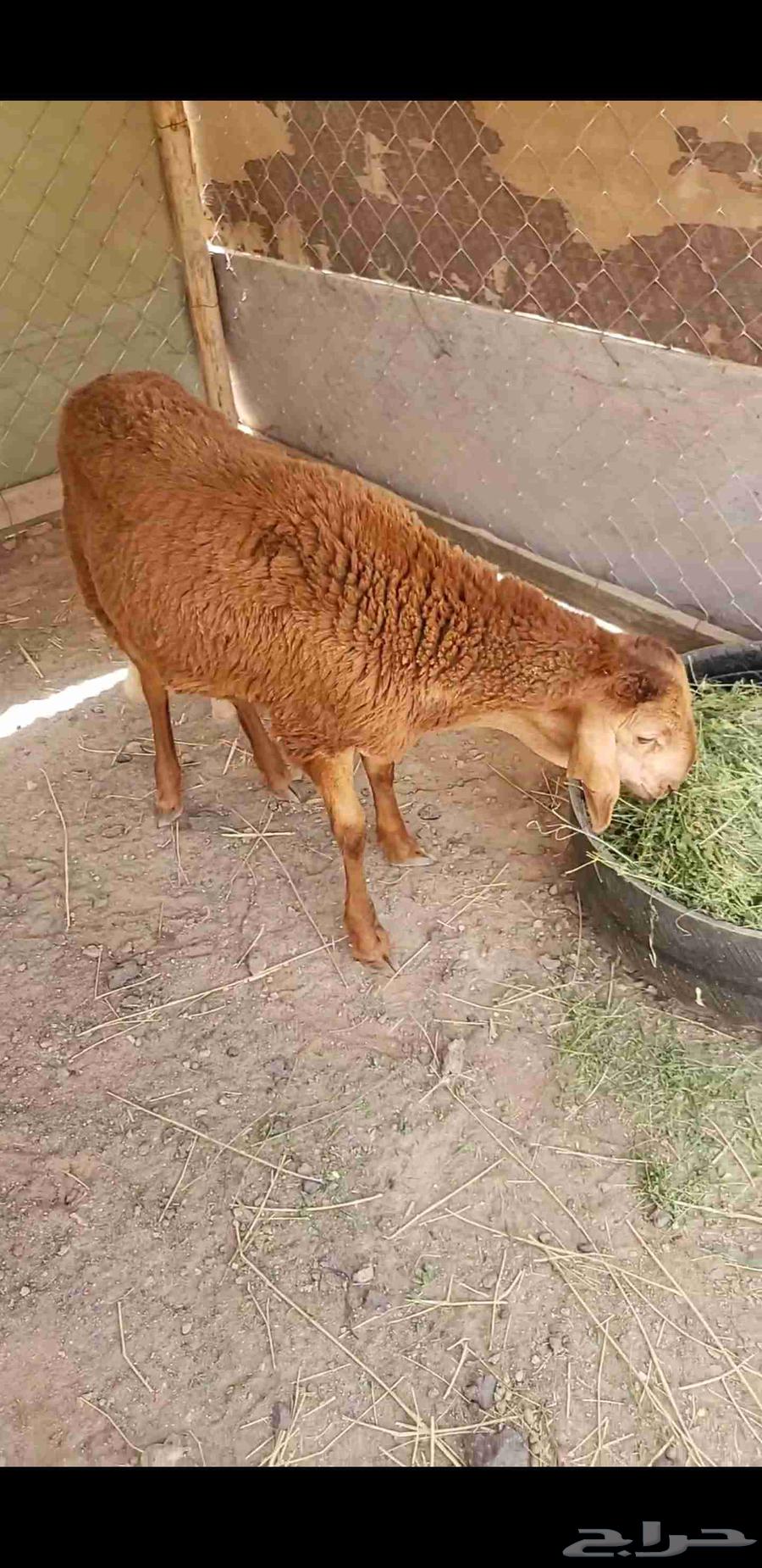Sawaken Hamri fattened for sacrifice index