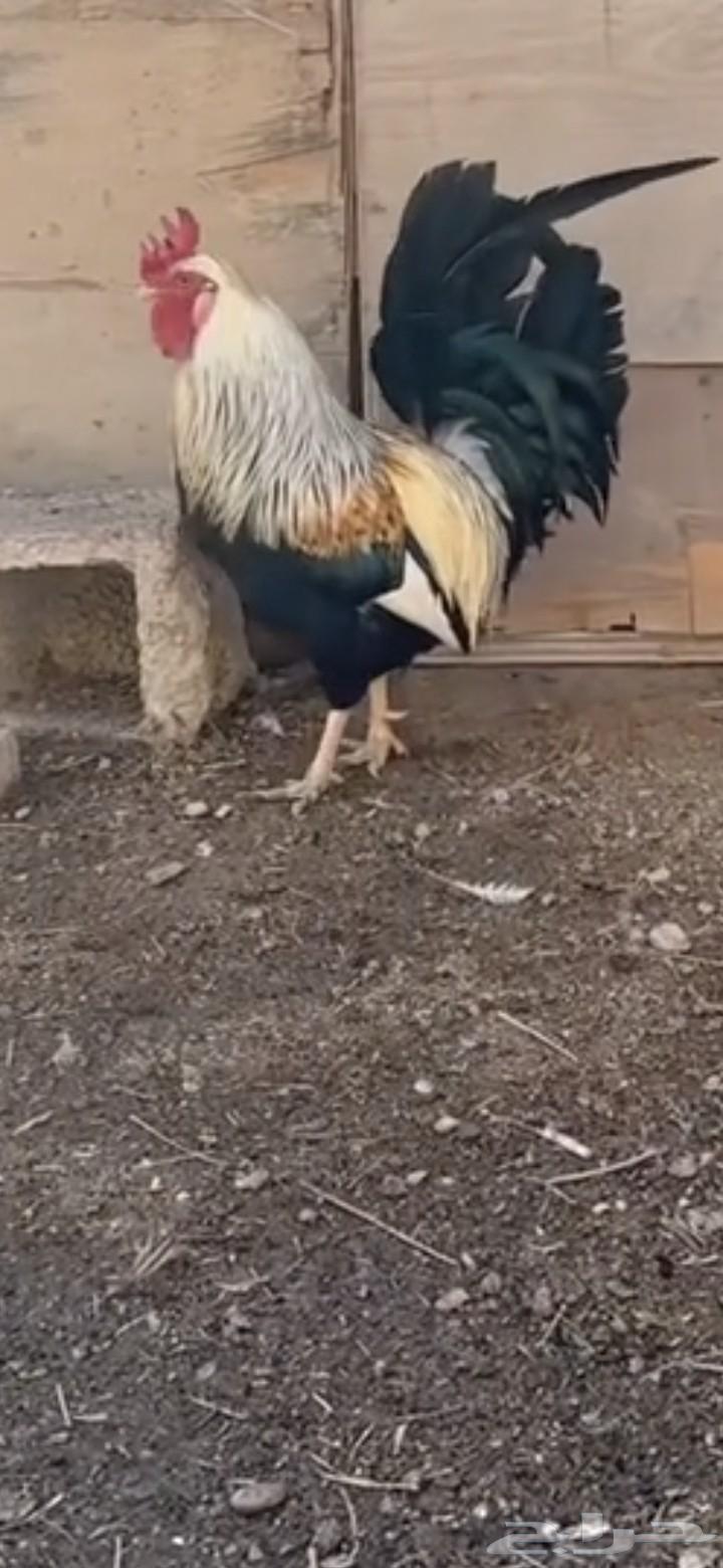 Rooster for sale index